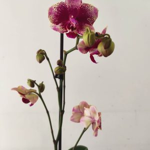 Phalaenopsis - 1 Haste