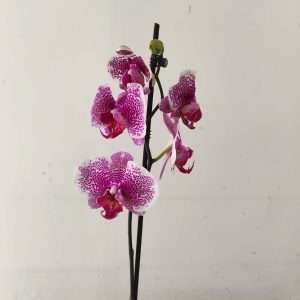 Phalaenopsis - 1 Haste