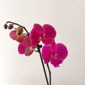 Phalaenopsis - 1 Haste
