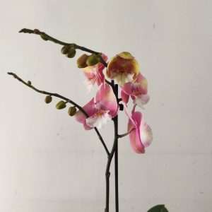 Phalaenopsis - 1 Haste