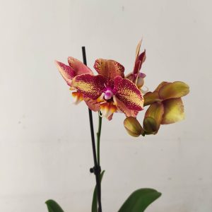 Phalaenopsis - 1 Haste