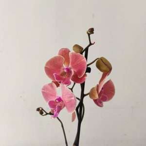 Phalaenopsis - 1 Haste
