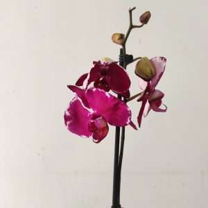 Phalaenopsis - 1 Haste