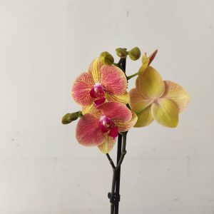 Phalaenopsis - 1 Haste