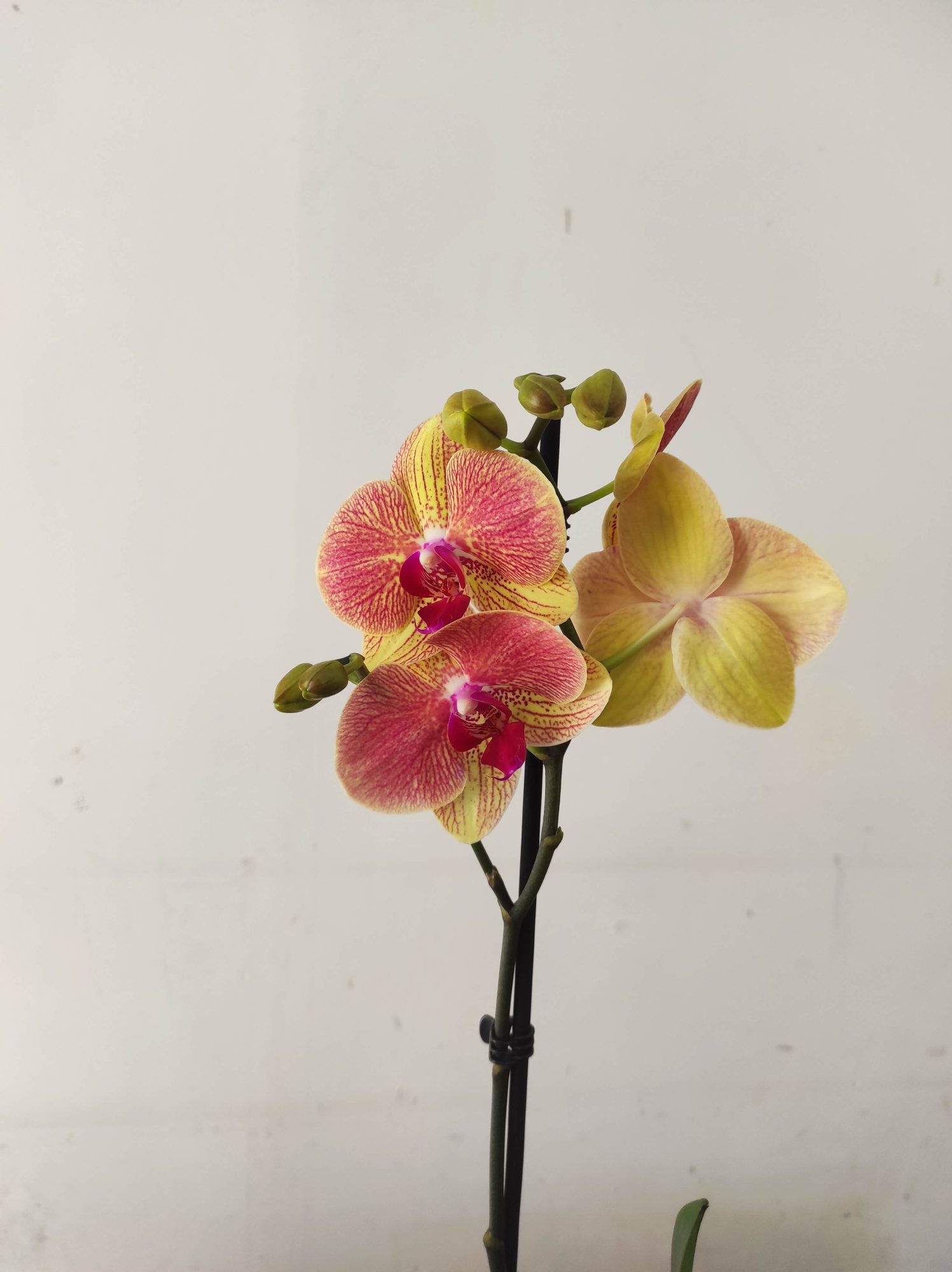 Phalaenopsis - 1 Haste