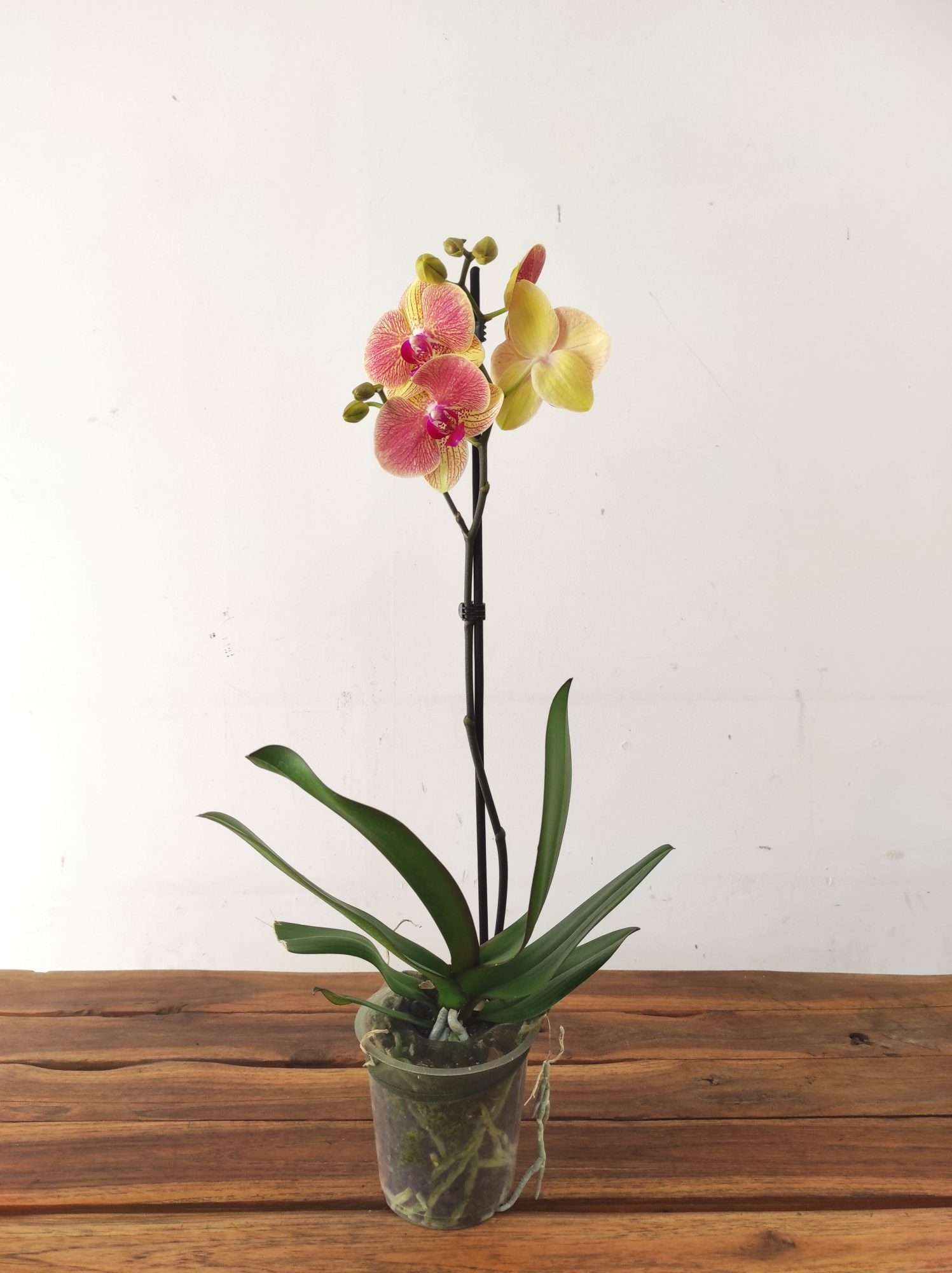 Phalaenopsis - 1 Haste - Image 2