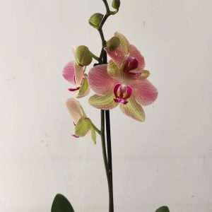 Phalaenopsis - 1 Haste