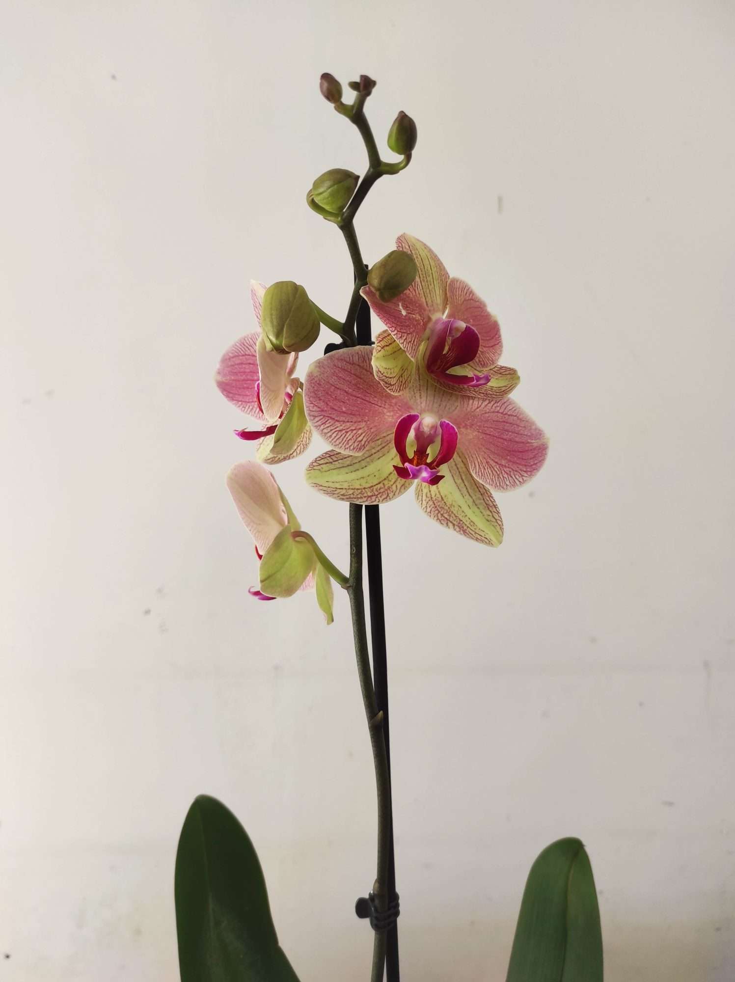 Phalaenopsis - 1 Haste
