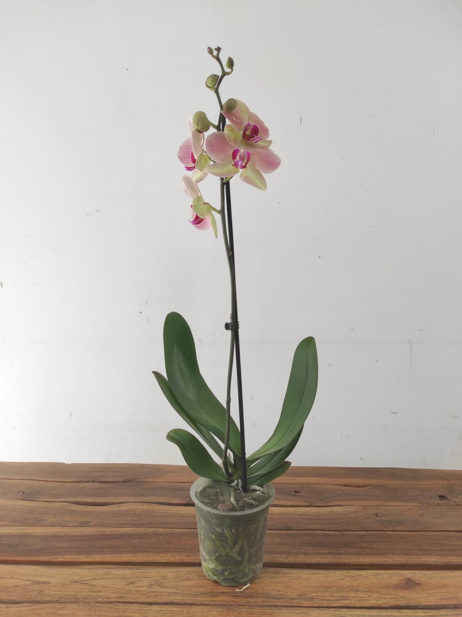 Phalaenopsis - 1 Haste - Image 2