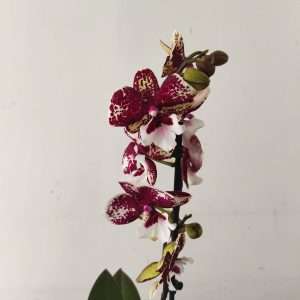 Phalaenopsis - 1 Haste