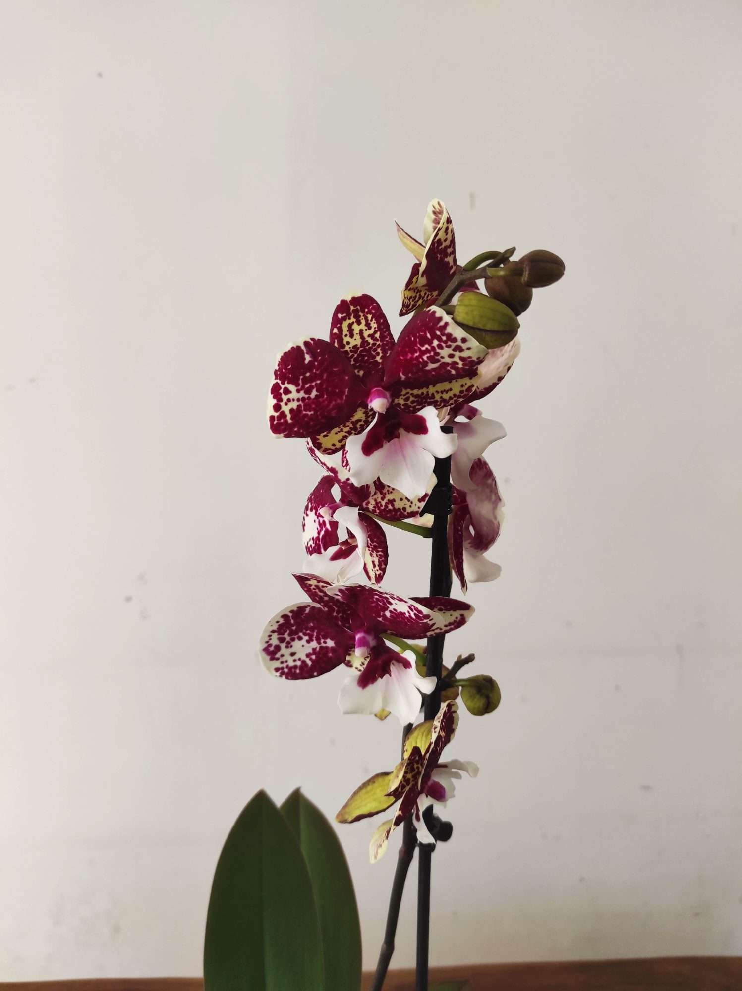 Phalaenopsis - 1 Haste