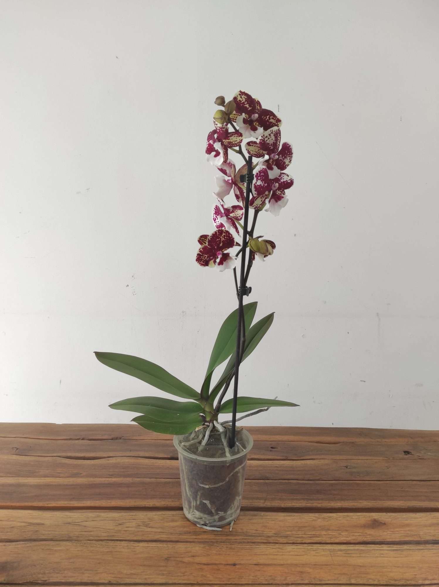 Phalaenopsis - 1 Haste - Image 2
