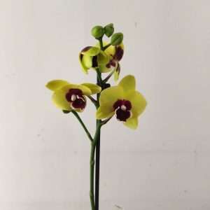 Phalaenopsis - 1 Haste