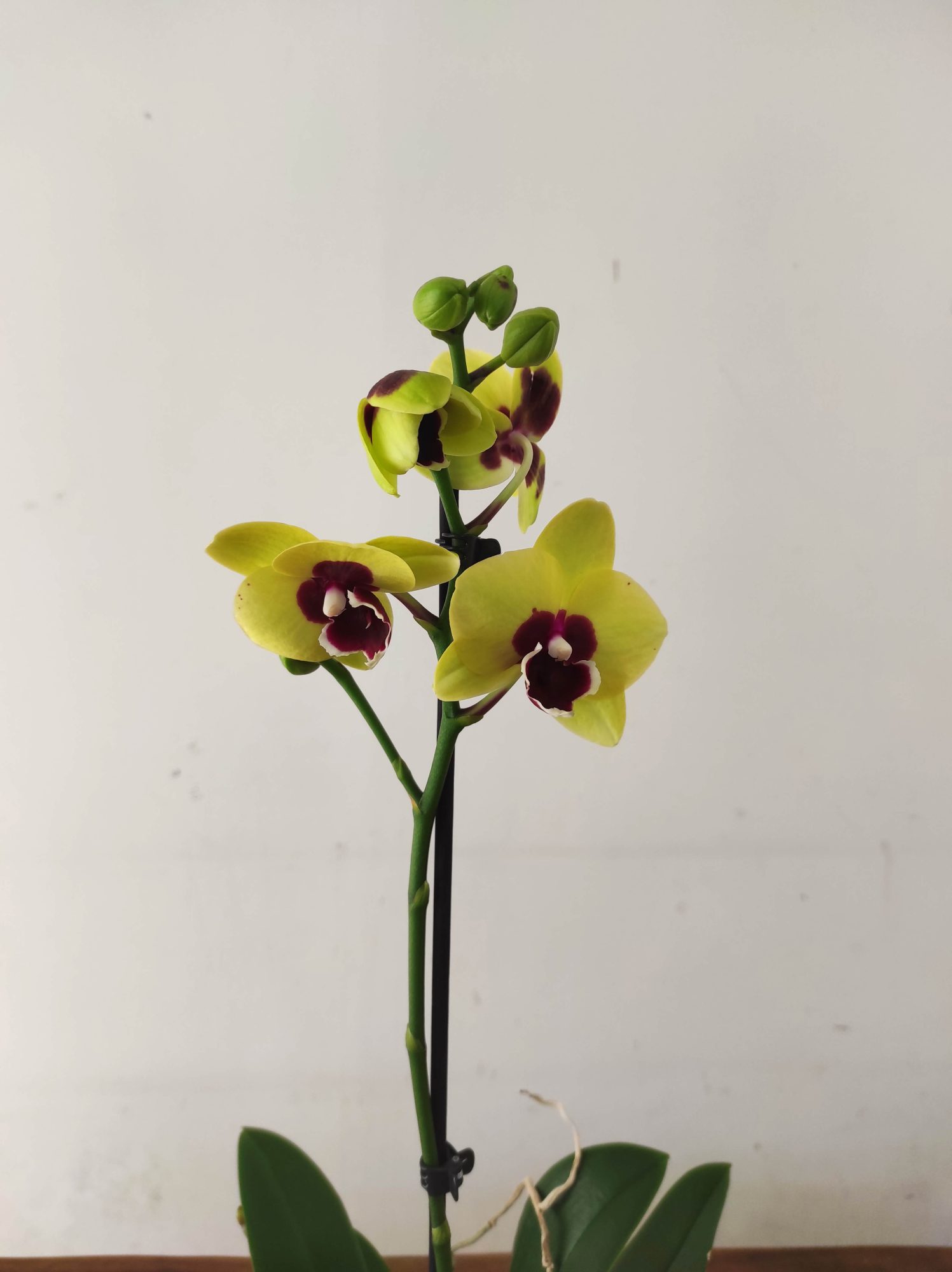 Phalaenopsis - 1 Haste