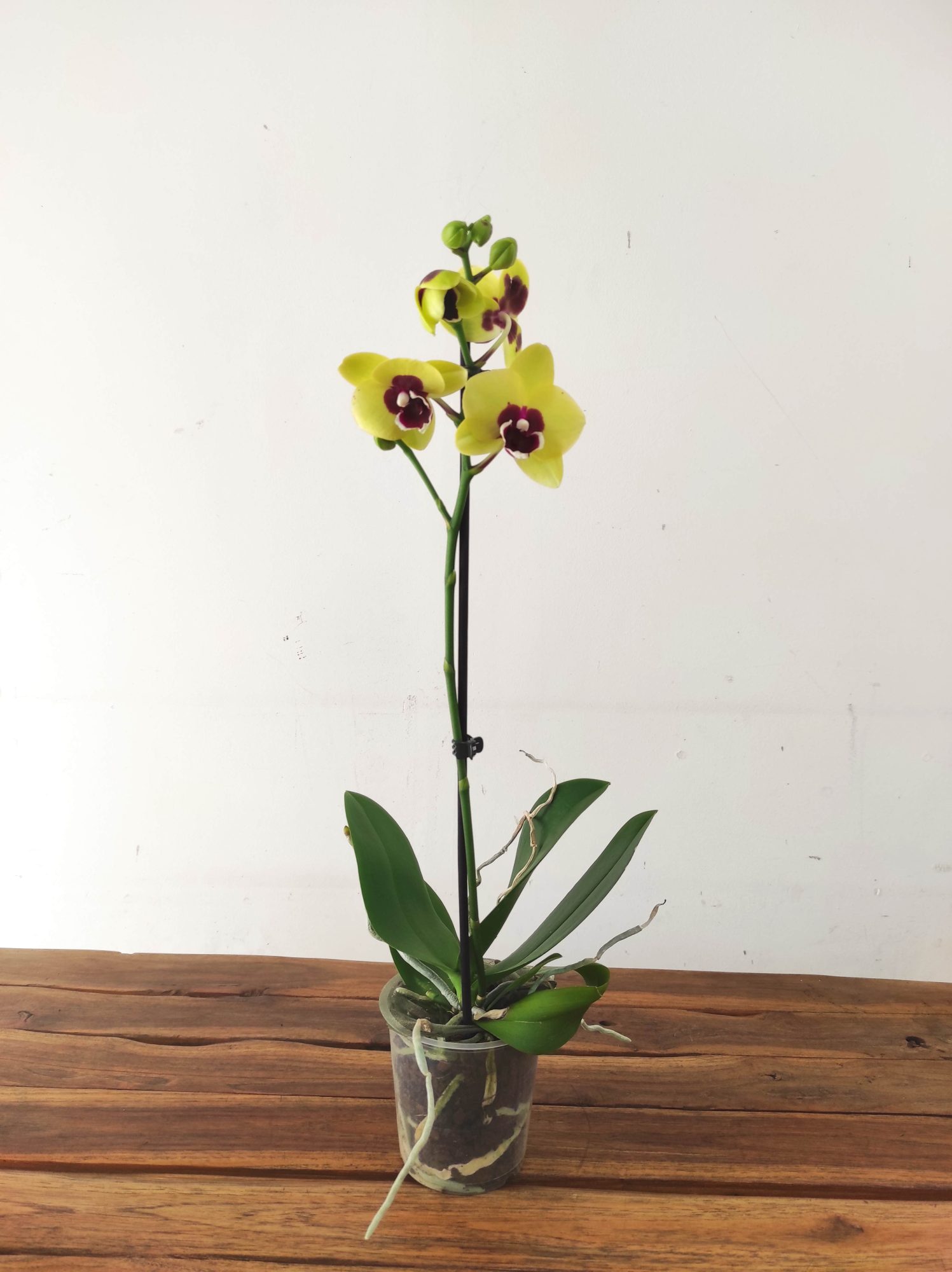 Phalaenopsis - 1 Haste - Image 2