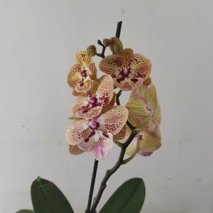 Phalaenopsis - 1 Haste