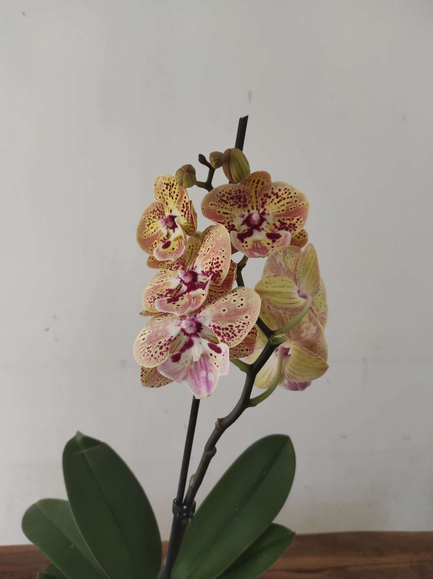 Phalaenopsis - 1 Haste