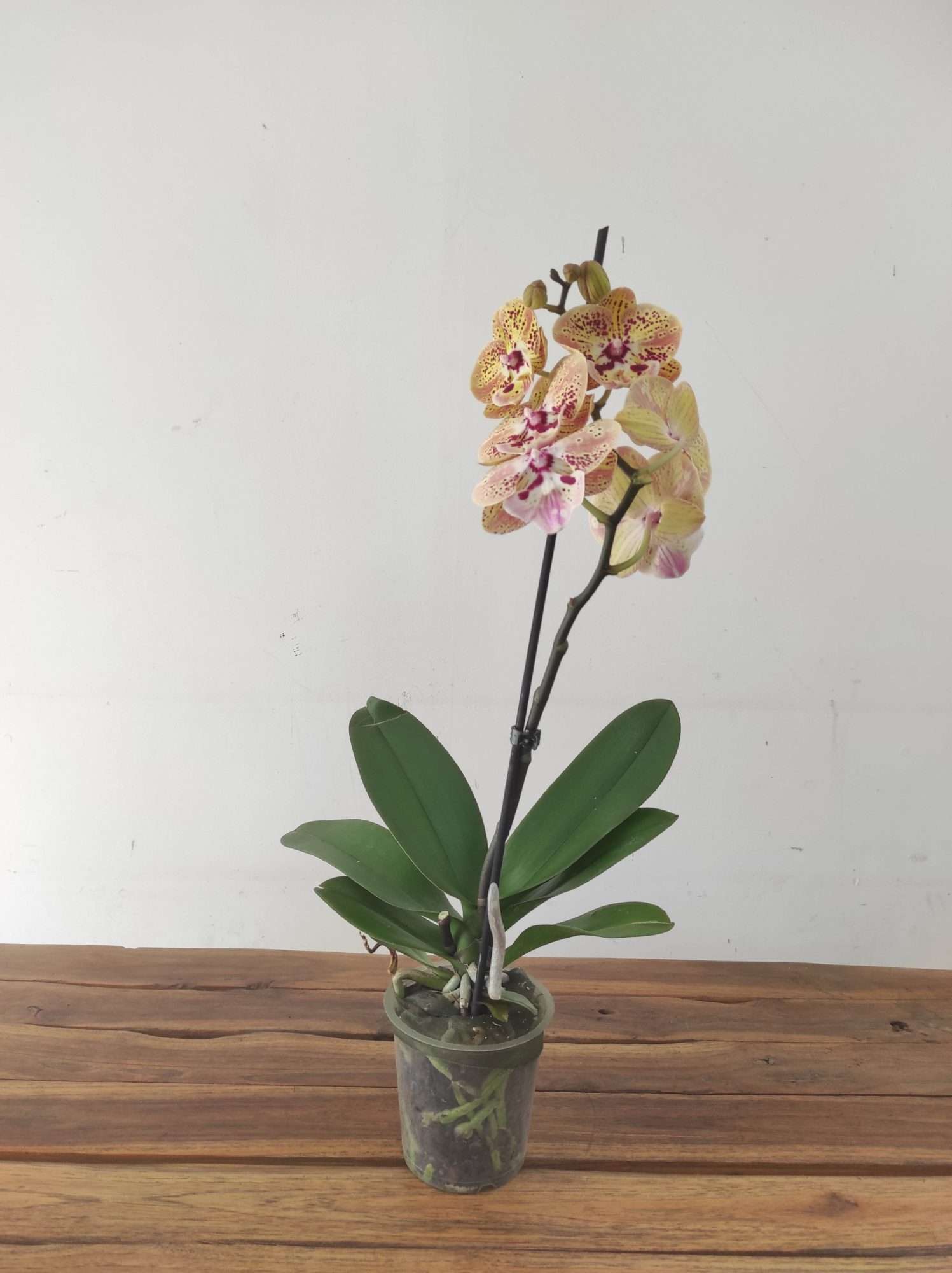 Phalaenopsis - 1 Haste - Image 2