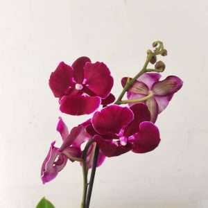 Phalaenopsis - 1 Haste