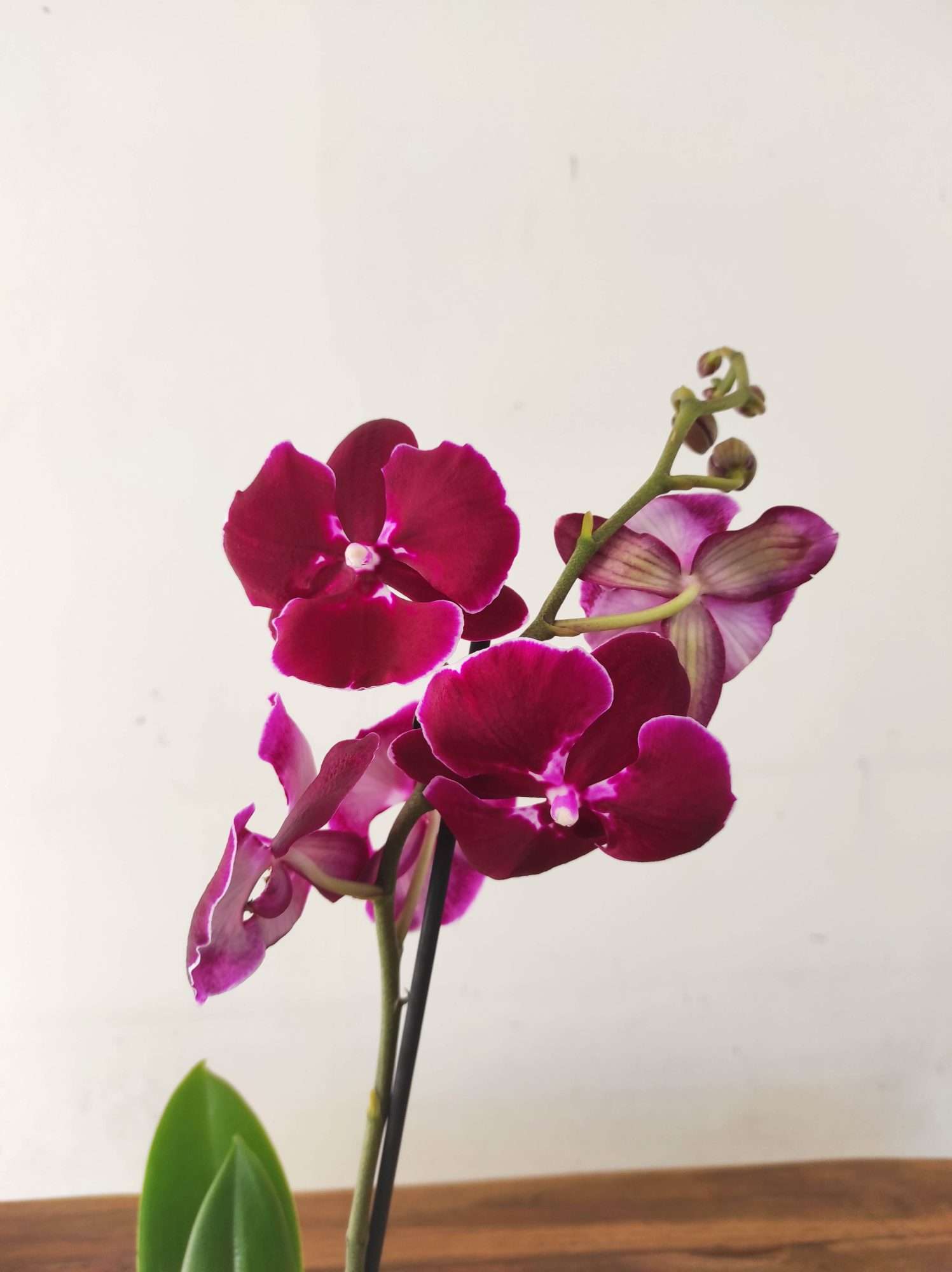 Phalaenopsis - 1 Haste