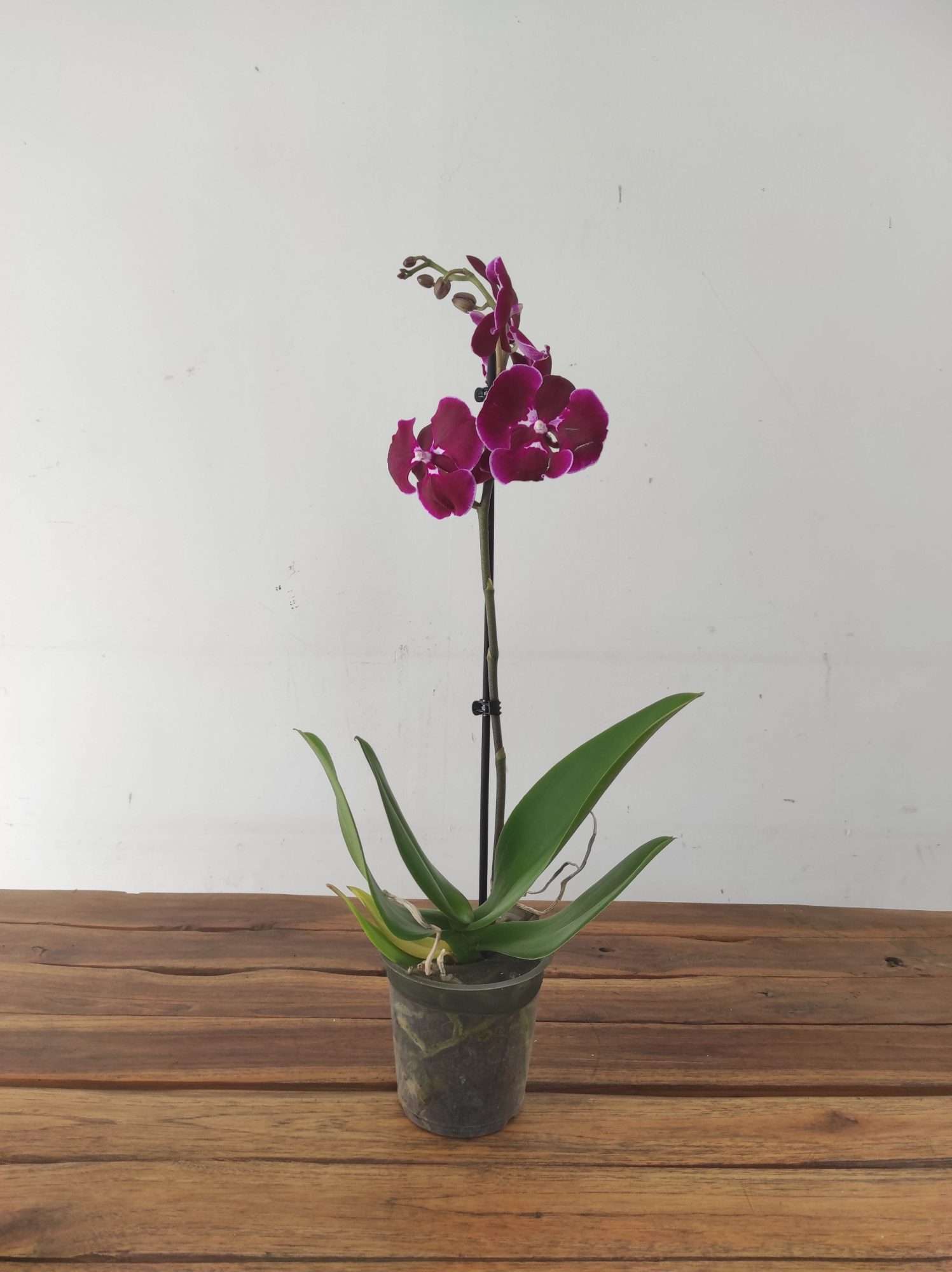 Phalaenopsis - 1 Haste - Image 2