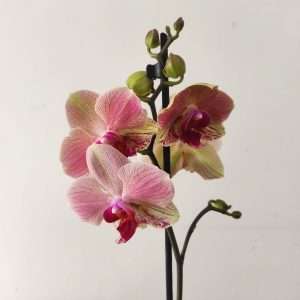 Phalaenopsis - 1 Haste