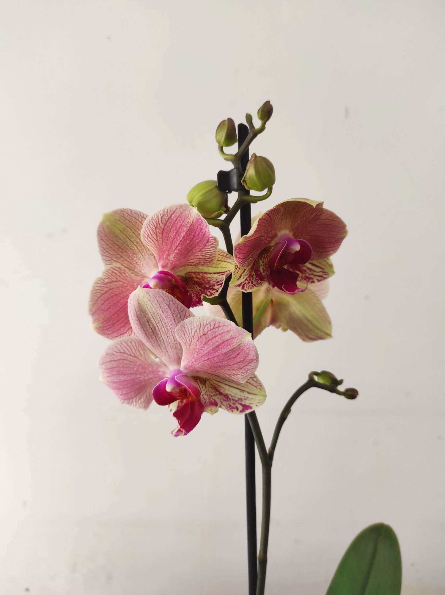 Phalaenopsis - 1 Haste