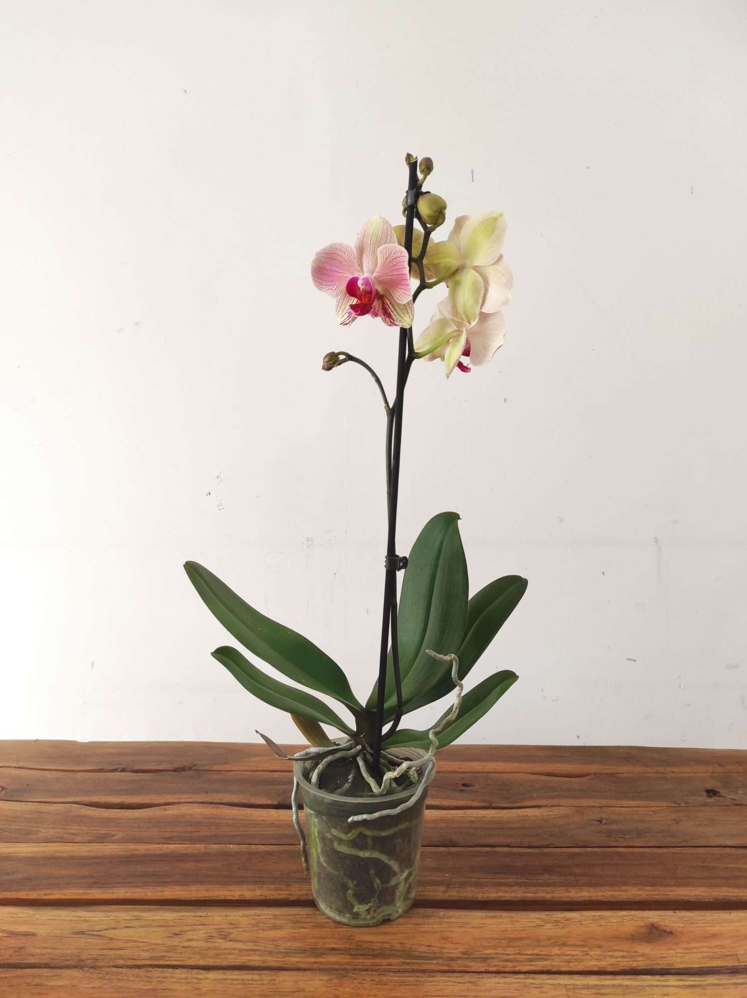 Phalaenopsis - 1 Haste - Image 2