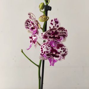 Phalaenopsis - 1 Haste