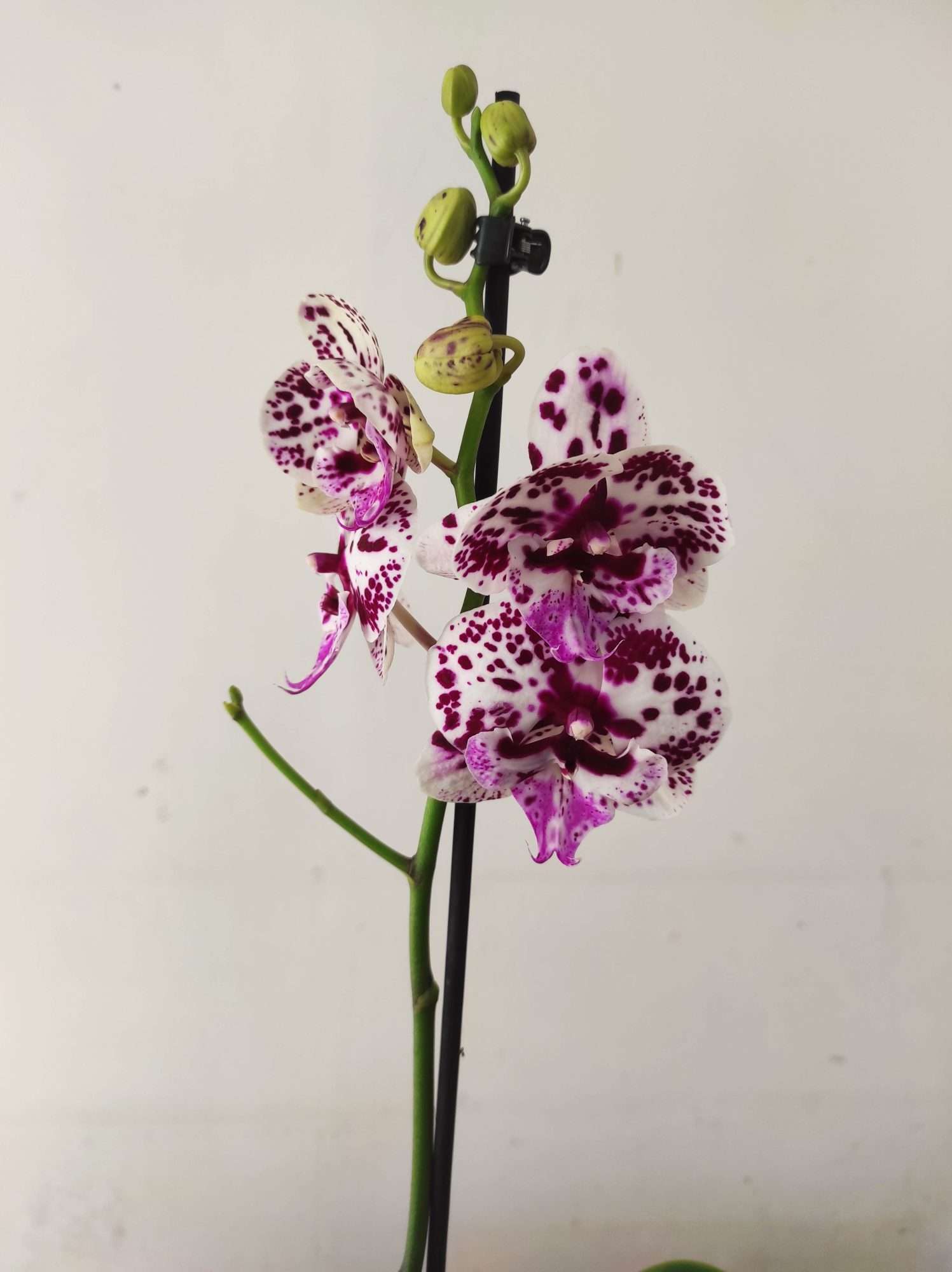 Phalaenopsis - 1 Haste