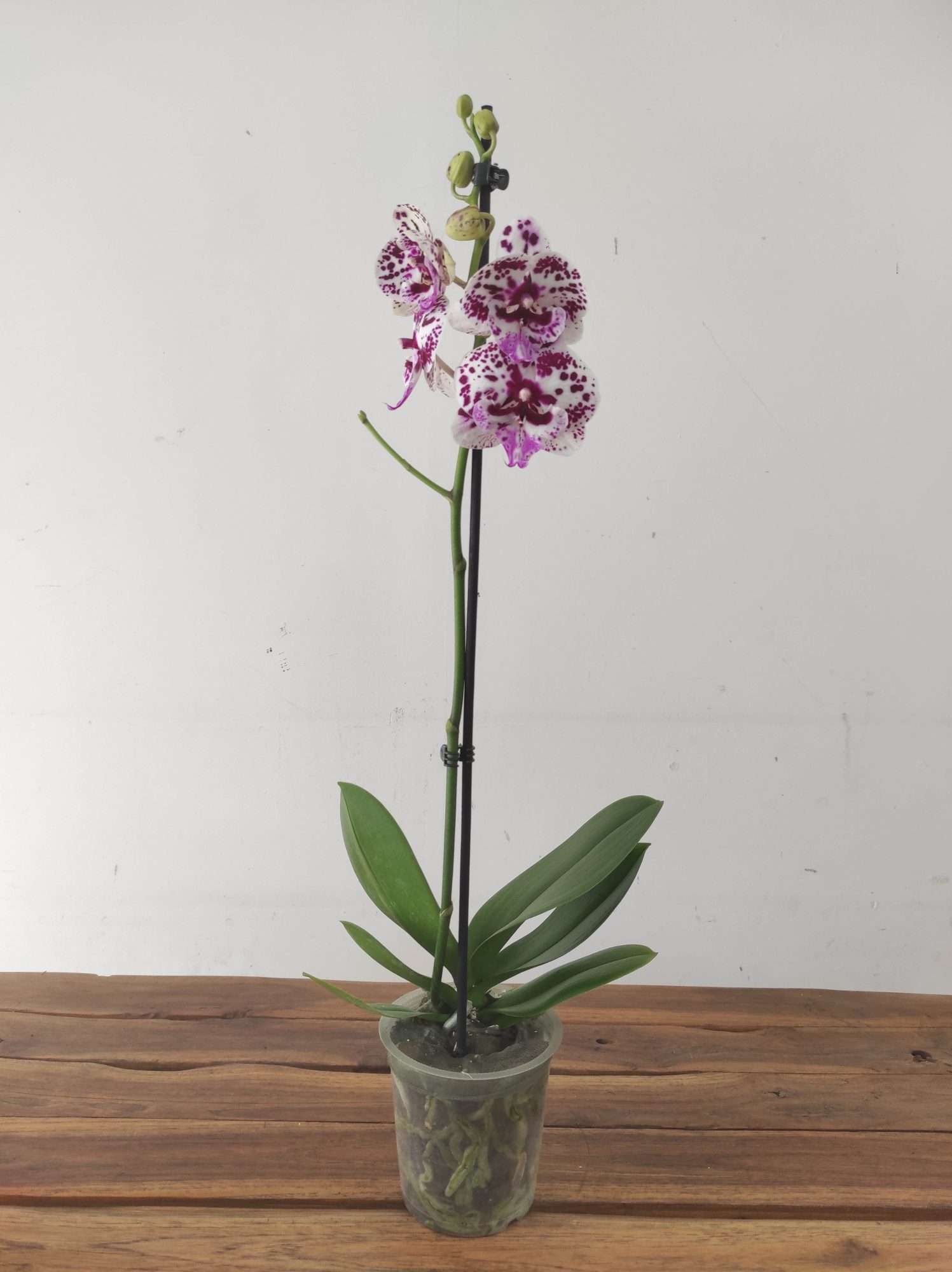 Phalaenopsis - 1 Haste - Image 2