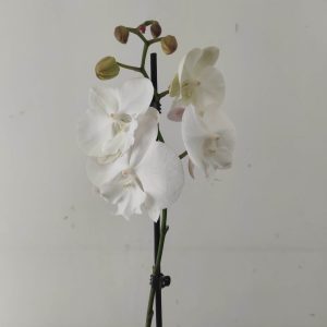 Phalaenopsis - 1 Haste