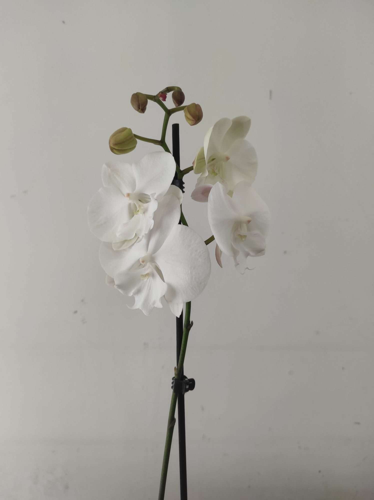 Phalaenopsis - 1 Haste