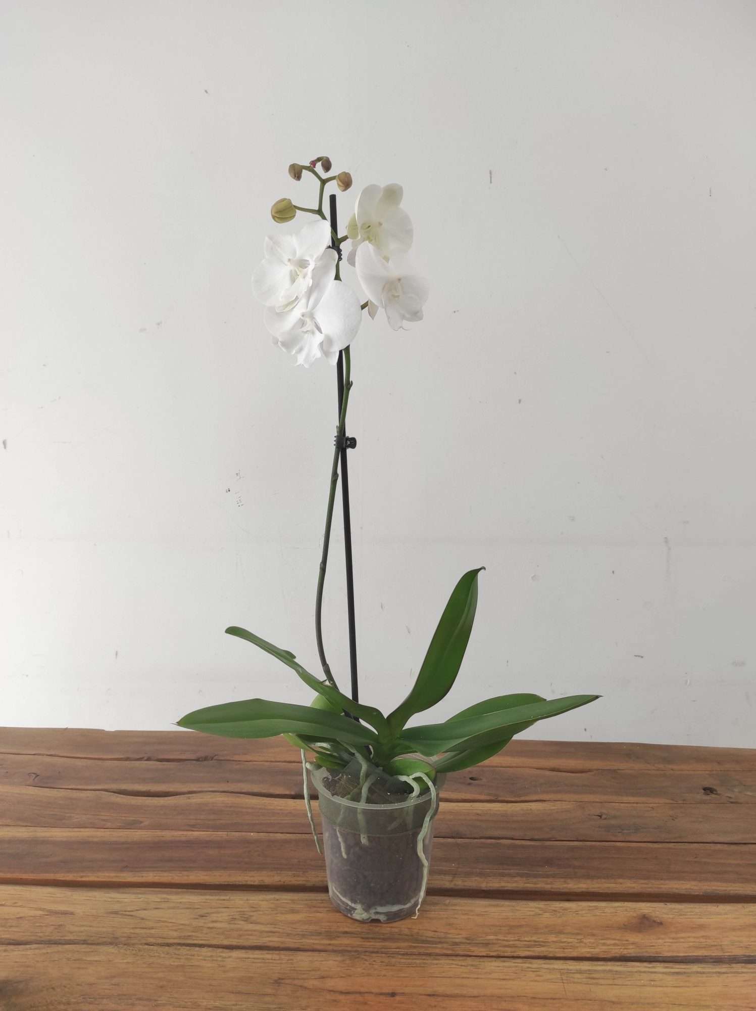 Phalaenopsis - 1 Haste - Image 2