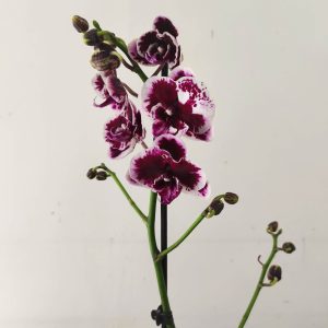 Phalaenopsis - 1 Haste