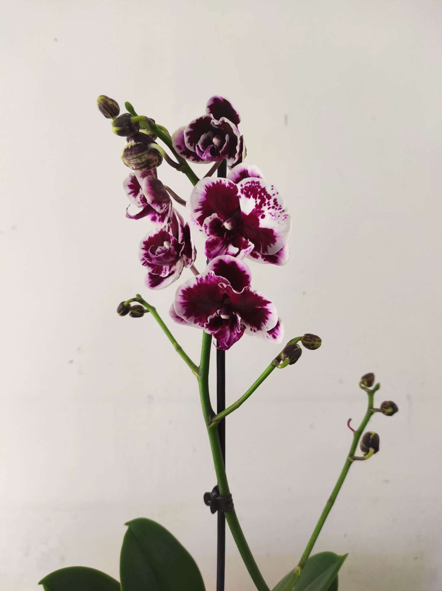 Phalaenopsis - 1 Haste