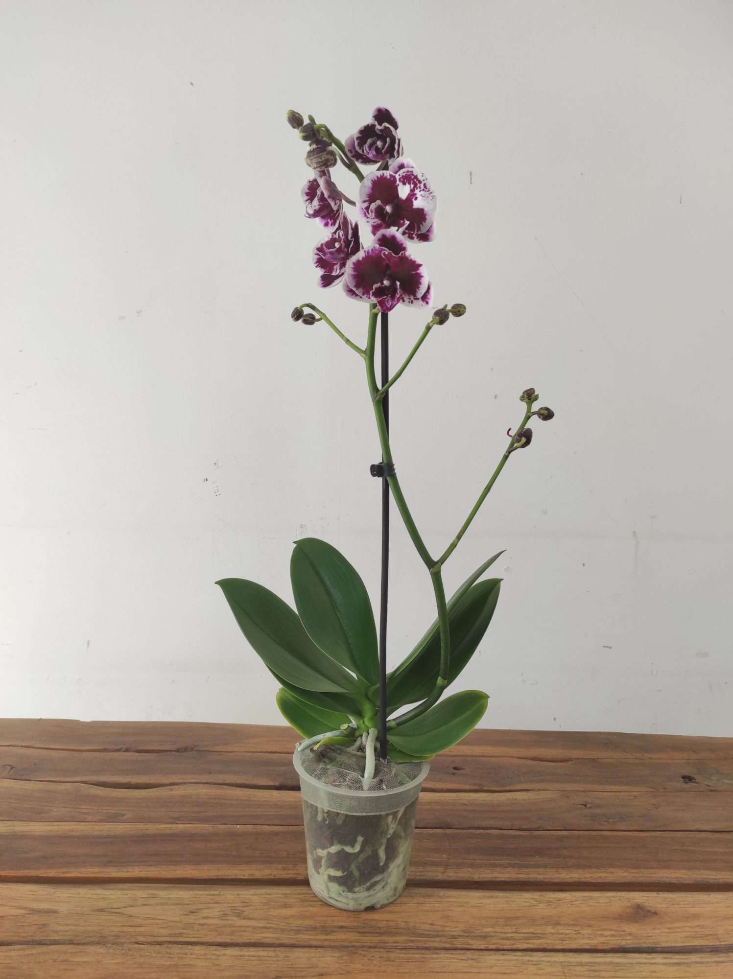 Phalaenopsis - 1 Haste - Image 2