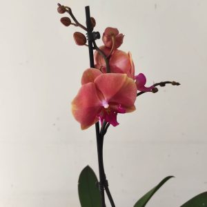 Phalaenopsis - 1 Haste
