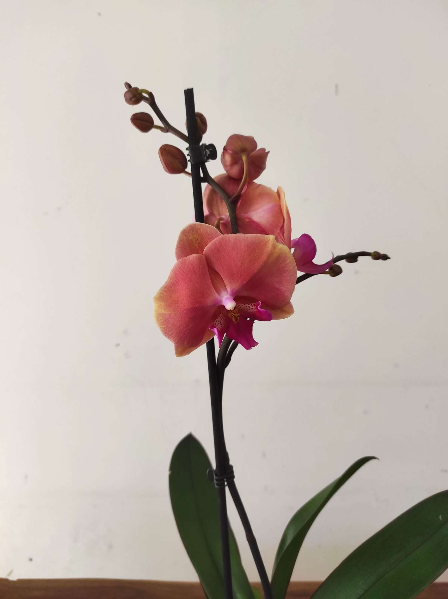 Phalaenopsis - 1 Haste