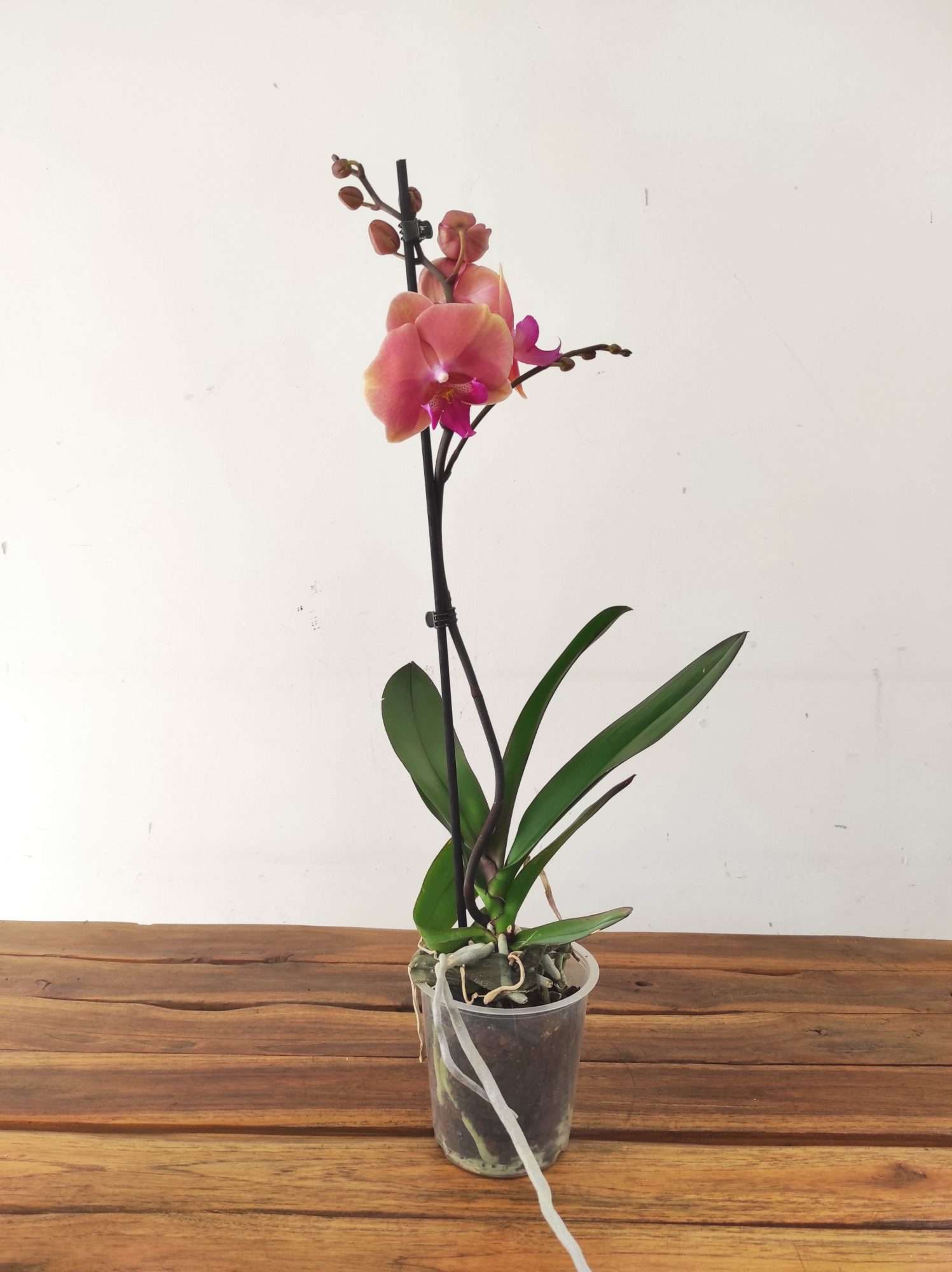 Phalaenopsis - 1 Haste - Image 2