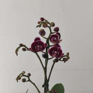 Phalaenopsis - 1 Haste