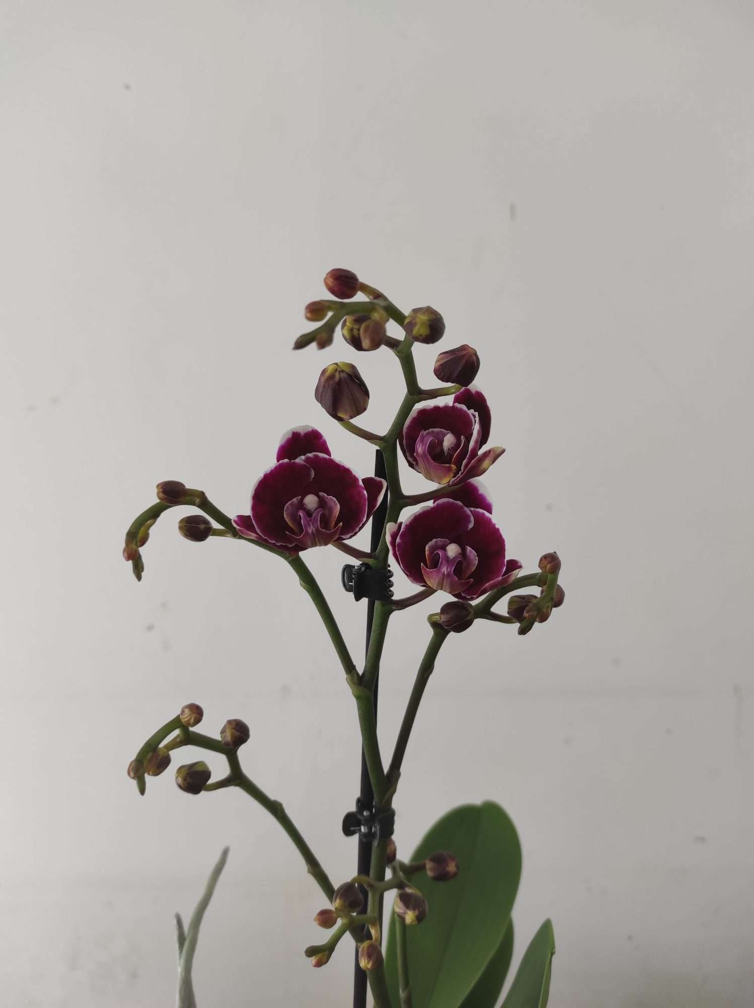 Phalaenopsis - 1 Haste