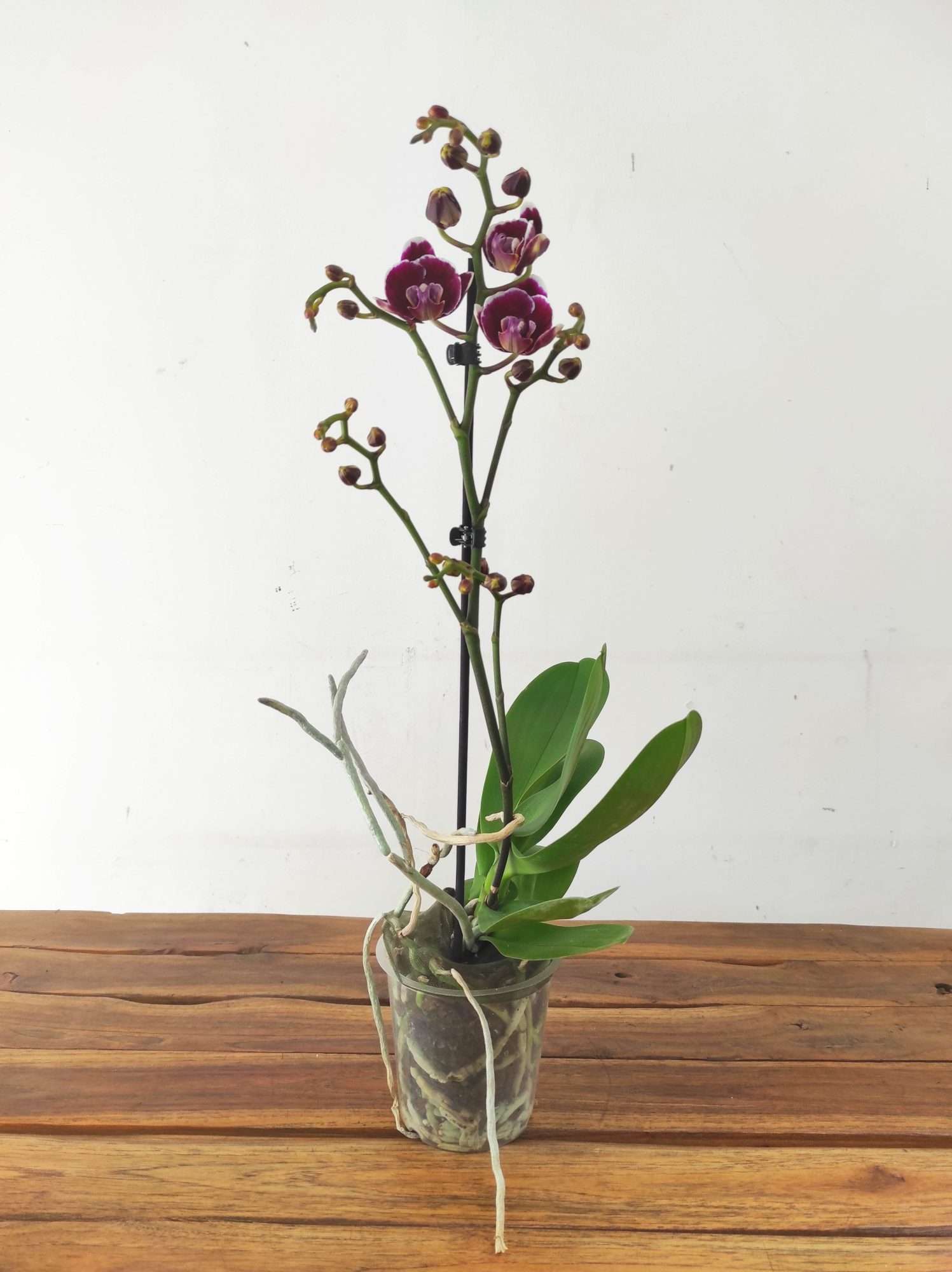 Phalaenopsis - 1 Haste - Image 2
