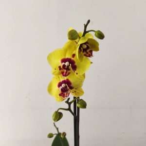 Phalaenopsis - 1 Haste
