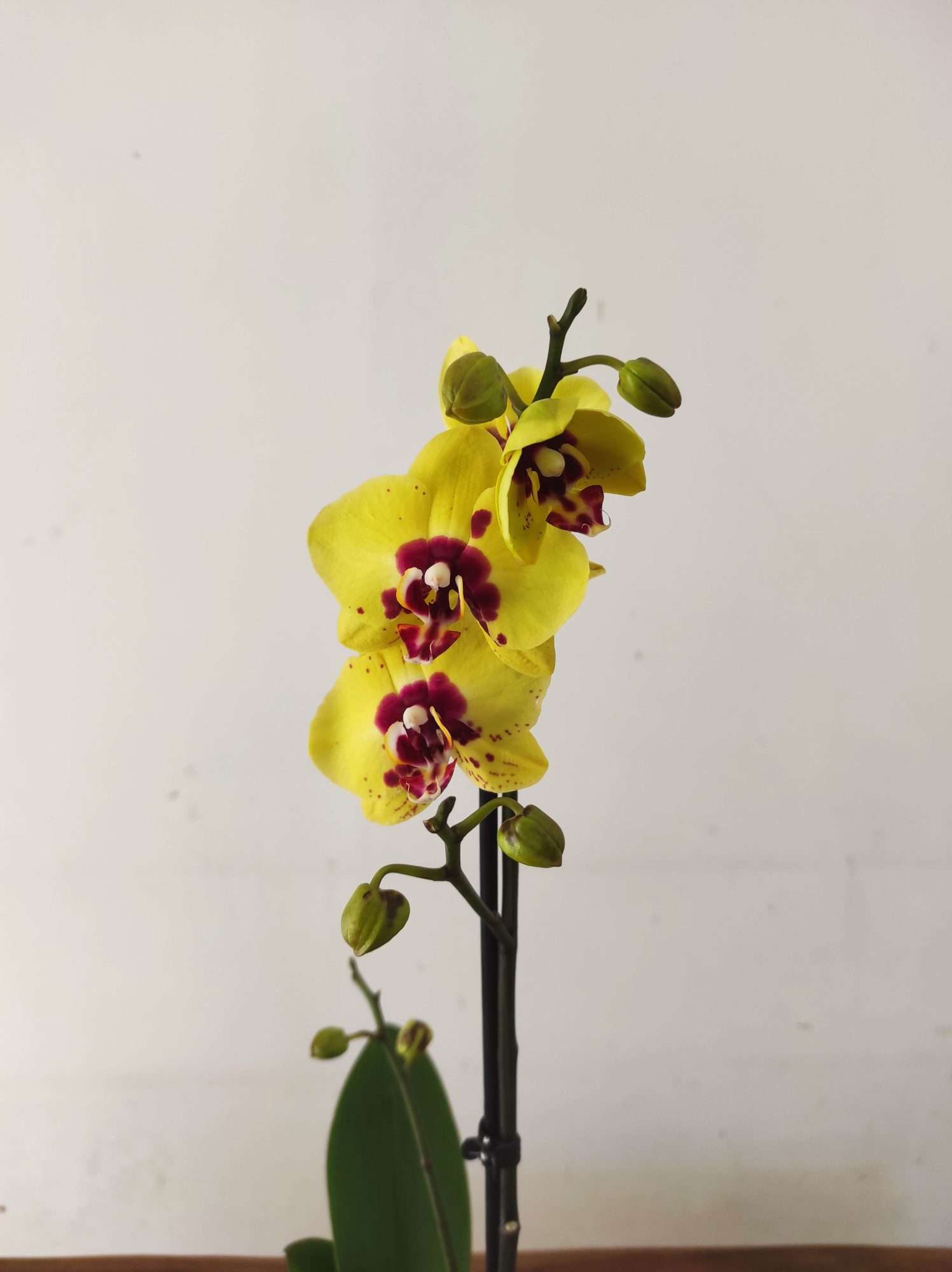 Phalaenopsis - 1 Haste