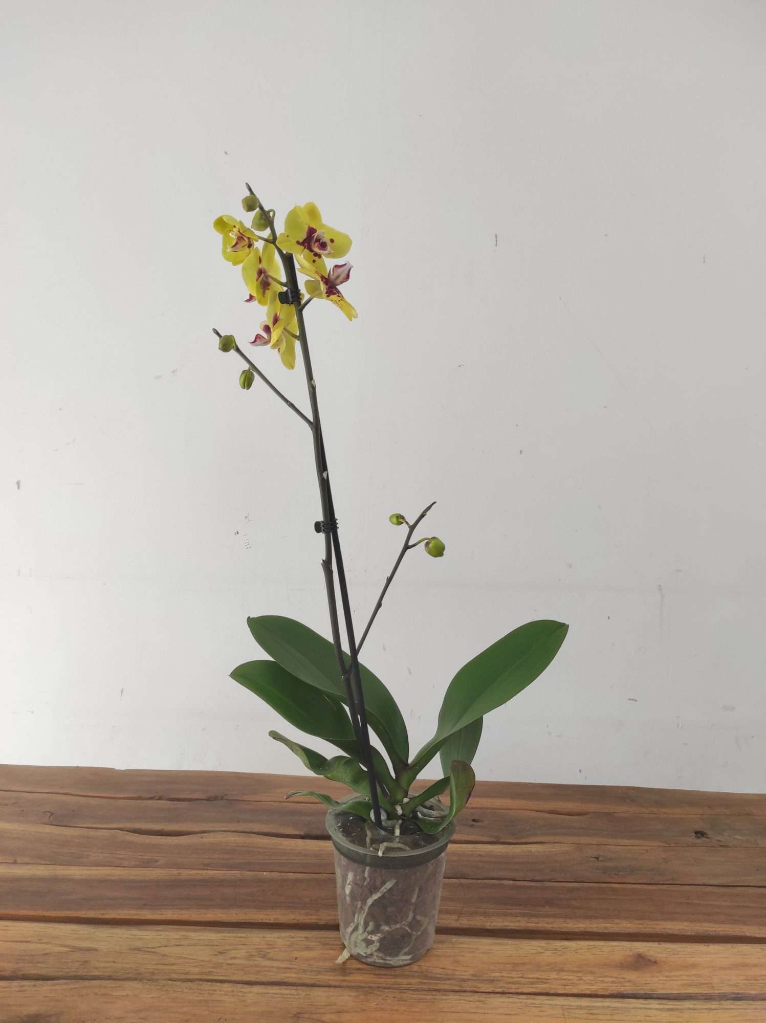 Phalaenopsis - 1 Haste - Image 2