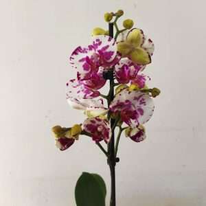 Phalaenopsis - 1 Haste