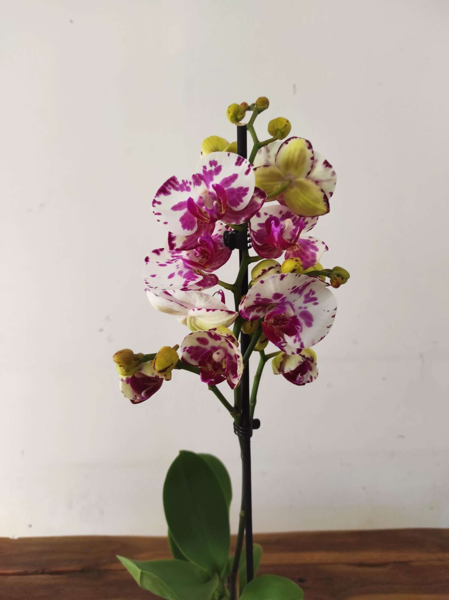 Phalaenopsis - 1 Haste