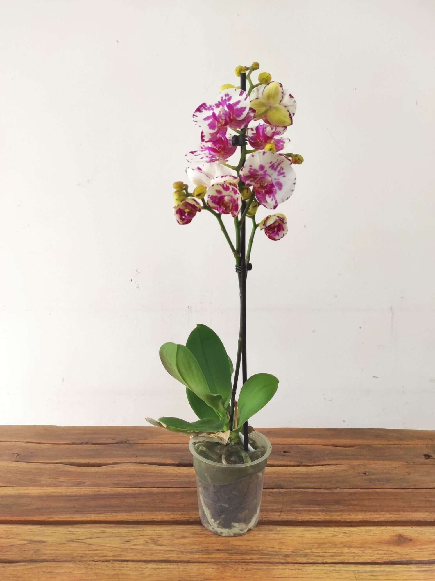 Phalaenopsis - 1 Haste - Image 2