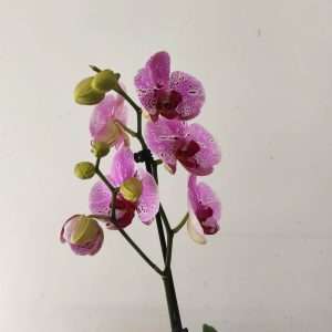 Phalaenopsis - 1 Haste